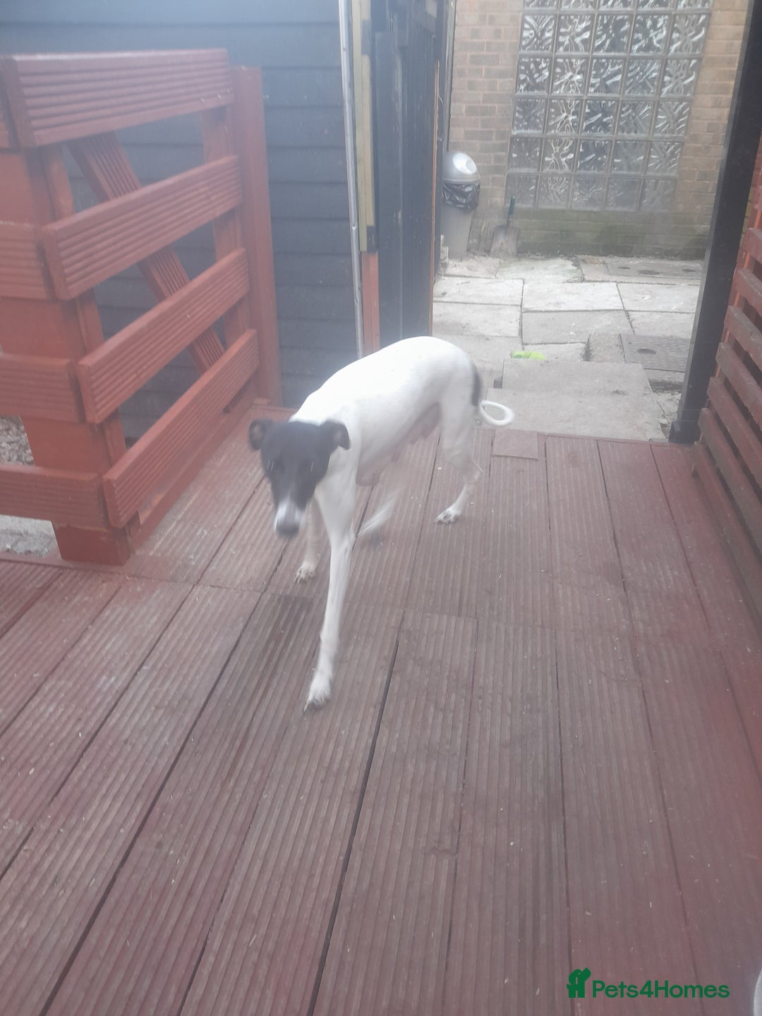 Whippet dogs for sale: Kc registered whippet pups  - Image 10