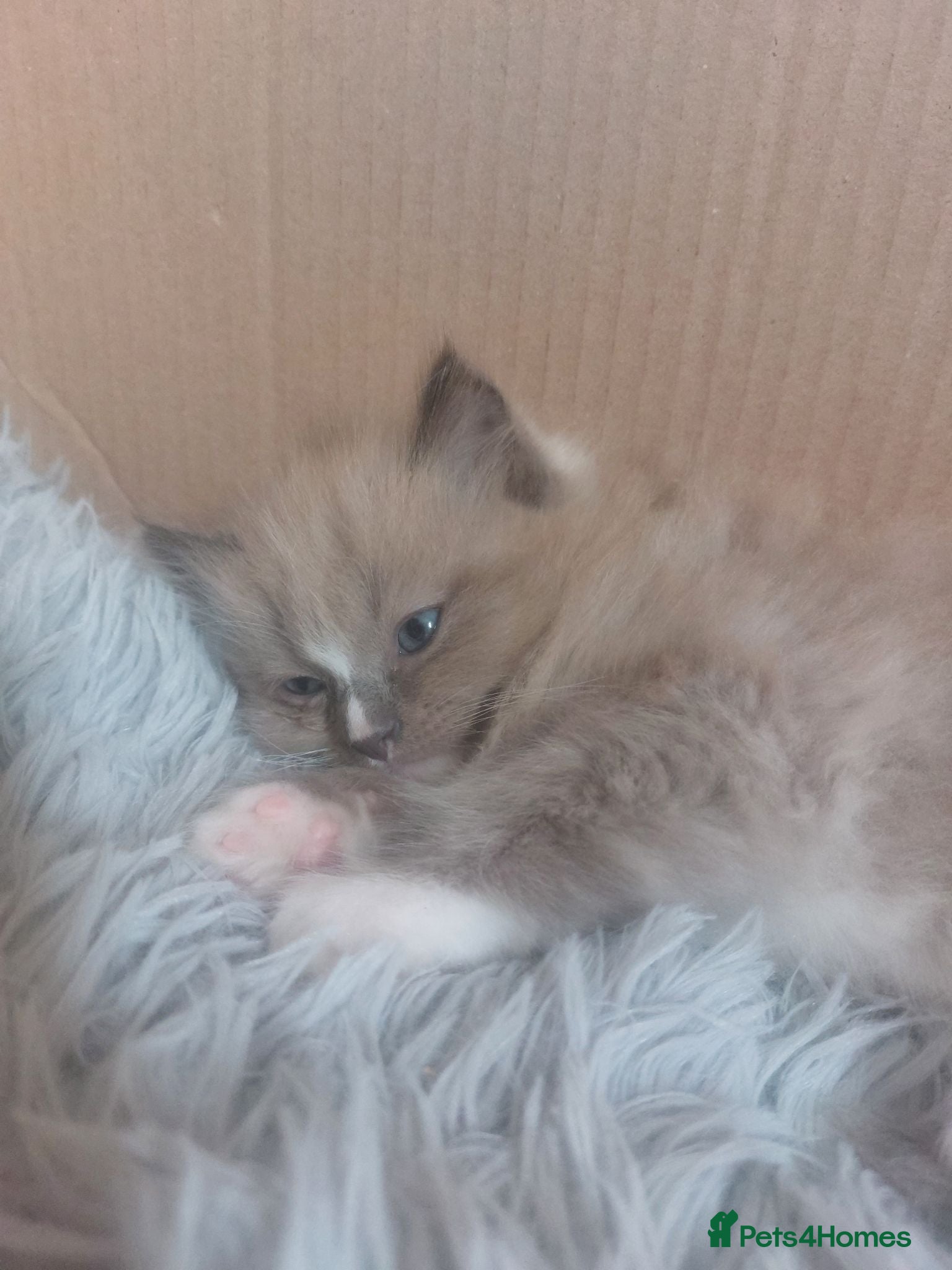 Ragdoll cats RAGDOLL ❤️  STOPPERS - Advert 2