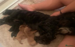 Cockapoo dogs for sale: Miniature toy cockapoos - Image 6