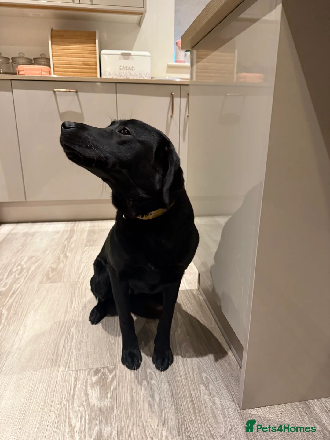 Labrador Retriever dogs for sale: Beautiful black Labrador Pup - Advert 4