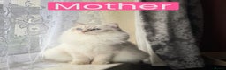 Ragdoll cats for sale: Adorable Pure Ragdoll Kittens - Advert 34