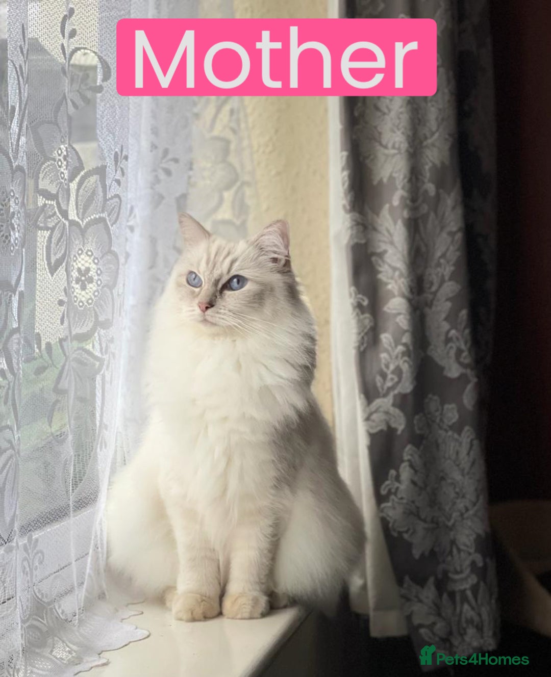 Ragdoll cats for sale: Adorable Pure Ragdoll Kittens - Advert 34