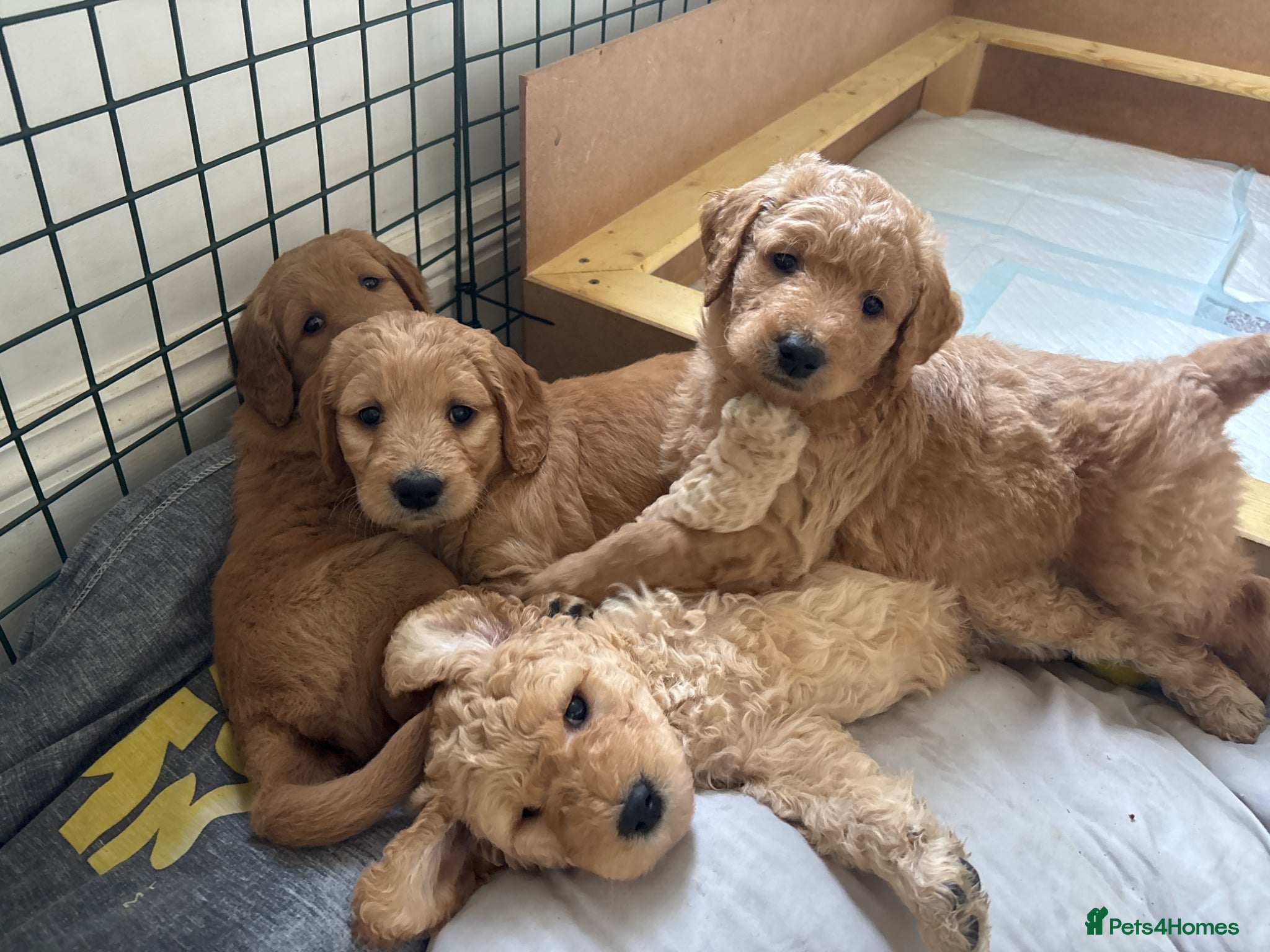 Double Doodle dogs Beautiful double/golden doodles from family pet - Advert 1