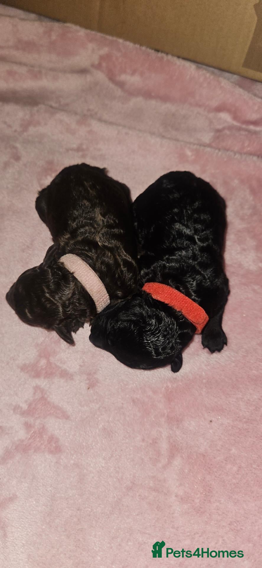 Miniature Poodle dogs Miniature Poodle Puppies - Advert 2
