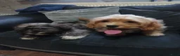 Cava Tzu dogs for sale: Cava-Tzu pups - Advert 6
