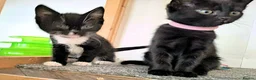 Mixed Breed cats for adoption: LEVI AND LOU - Advert 2