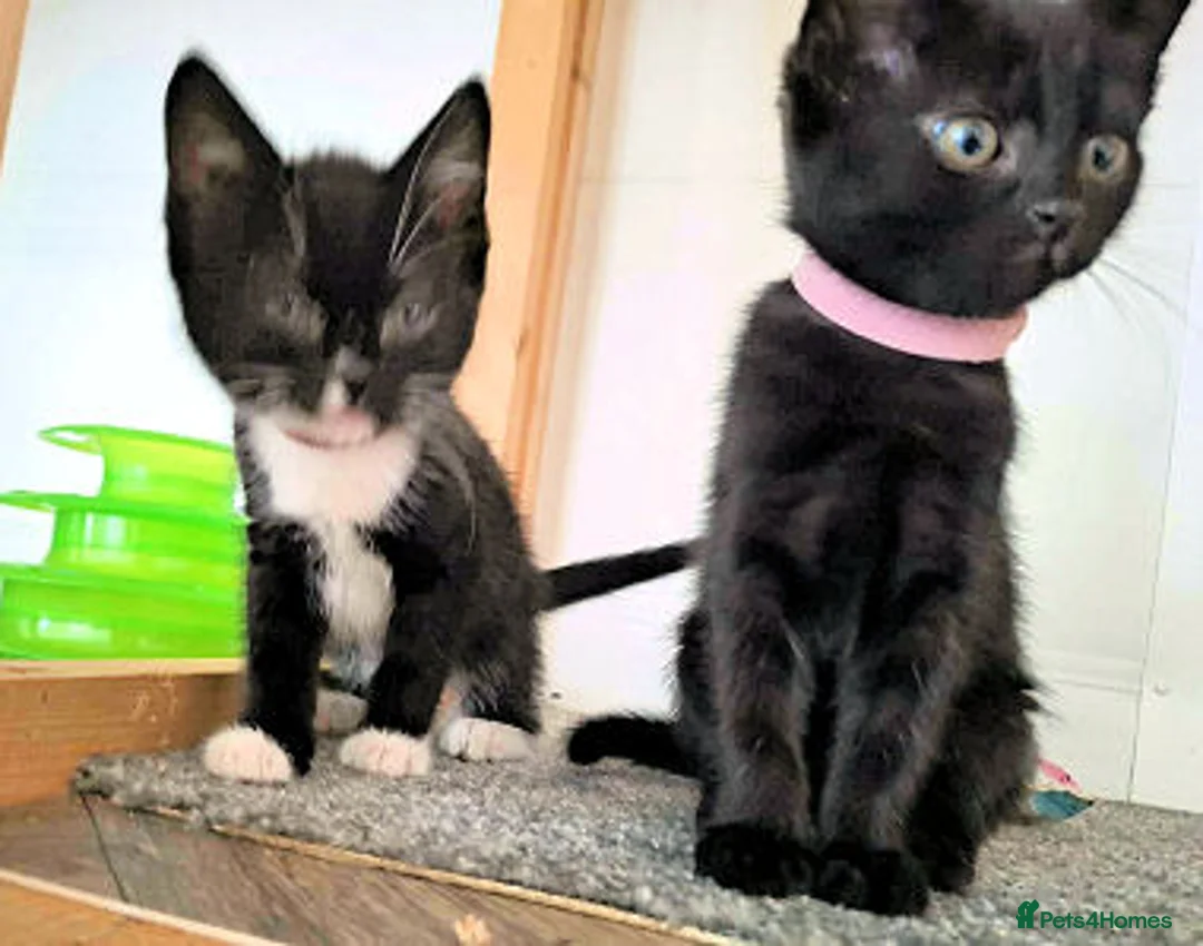Mixed Breed cats for adoption: LEVI AND LOU - Advert 2