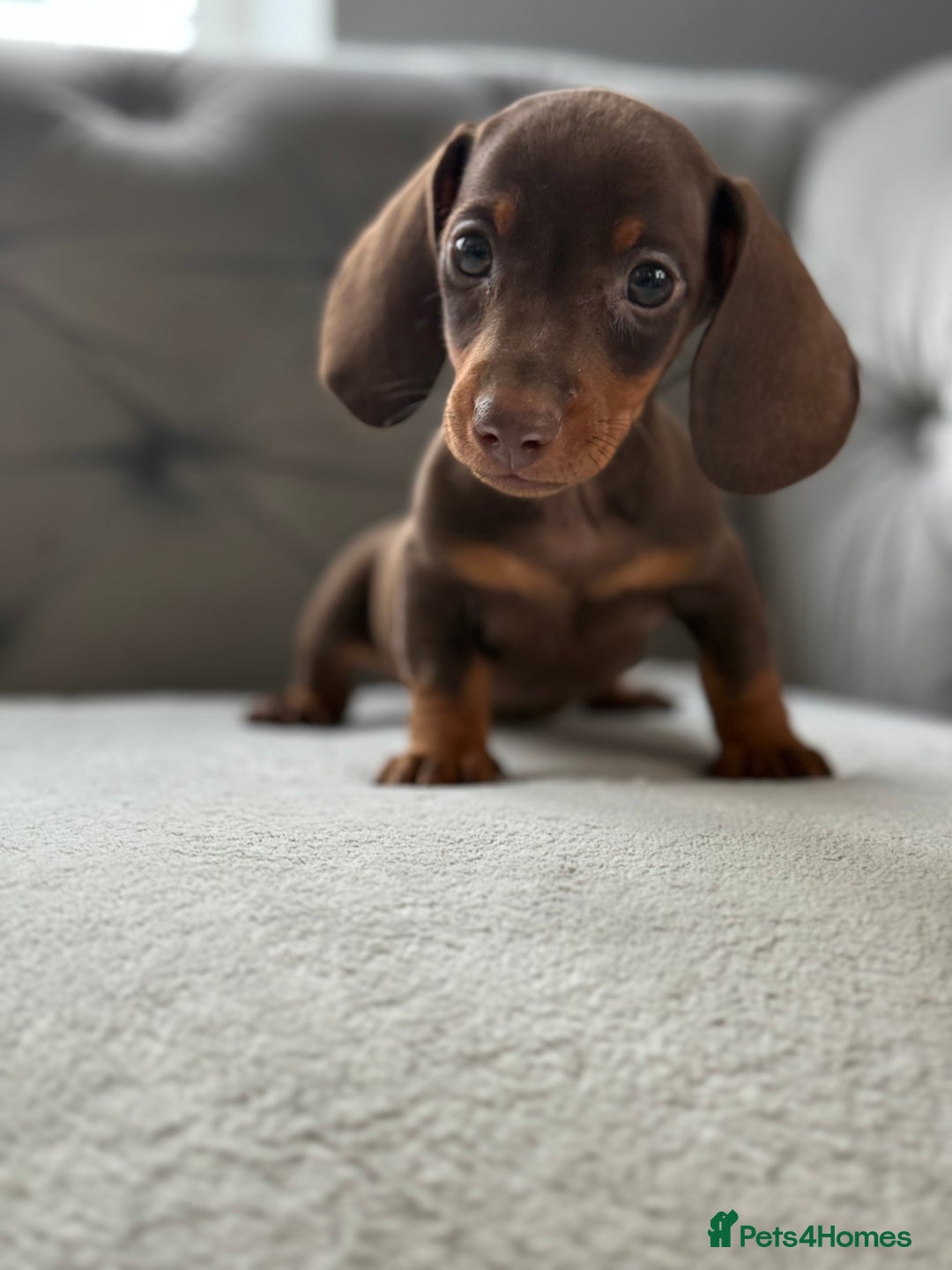 Miniature Dachshund dogs for sale: ONE TINY CHOC/TAN smooth haired male dachshund - Image 35