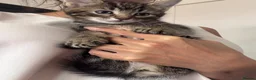 Mixed Breed cats for sale: 4, 8 week old kittens  - Advert 16