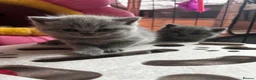British Shorthair cats for sale: Blue & Blue Tortie Kittens GCCF Ready to leave Aug - Advert 4