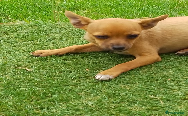 Chihuahua dogs in Newmarket - Advert 2