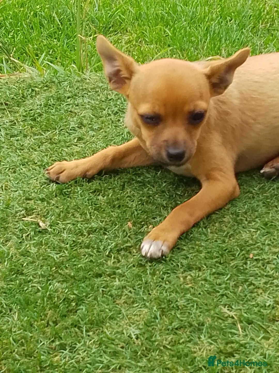 Chihuahua dogs for sale: Chihuahua pup looking for a big adventure  in Newmarket - Image 1
