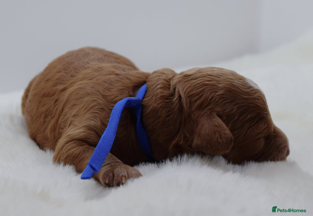 Cavapoo dogs for sale: Extensively health tested F1b curly Cavapoos  - Image 31