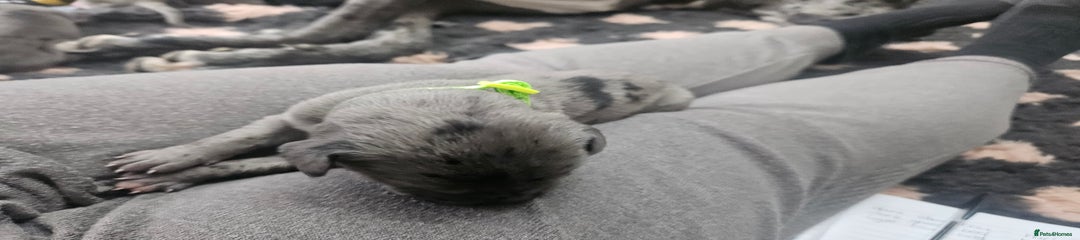 Neon green boy- merle