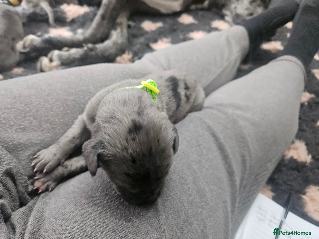 Great Dane dogs for sale: Great dane puppies  - Image 10