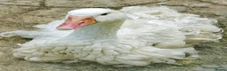 Geese poultry for sale: SEBASTOPOL GOSLINGS - READY NOW - Advert 15