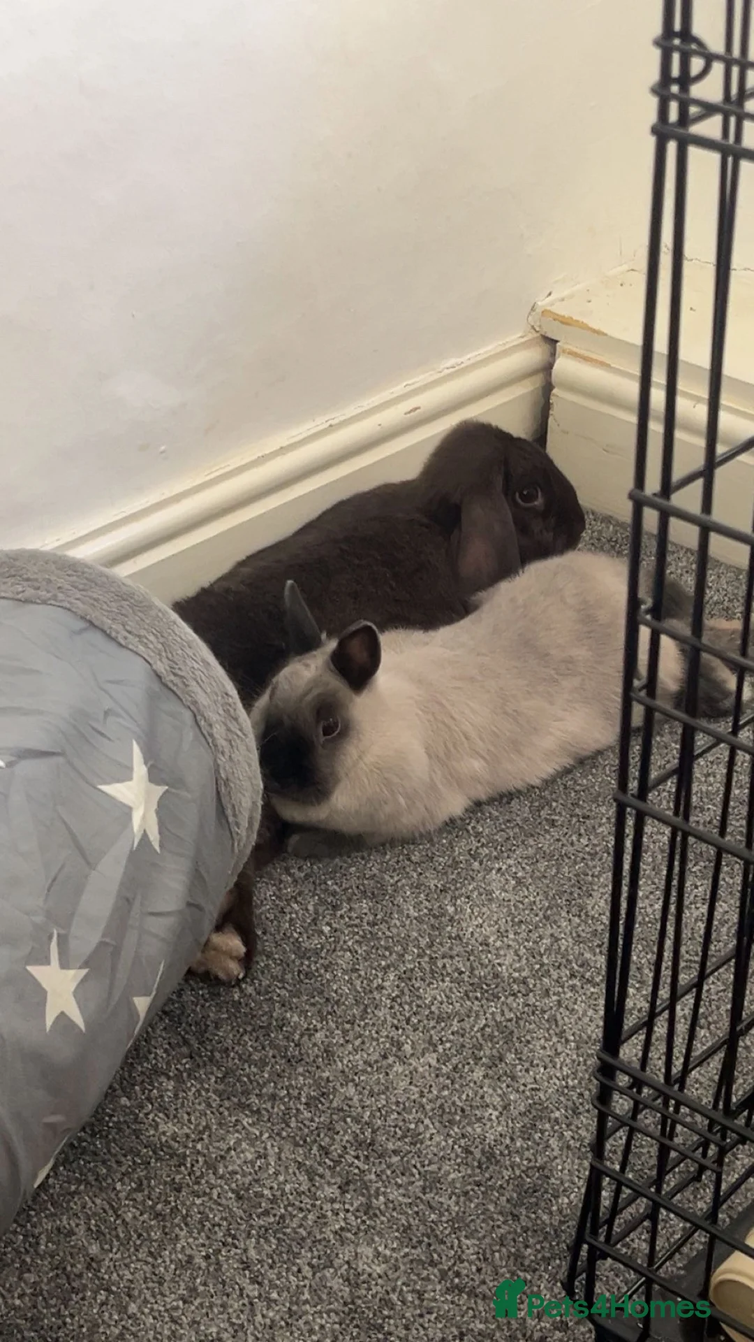 Mixed Breed rabbits for sale: 2 rabbits for adoption - Advert 2