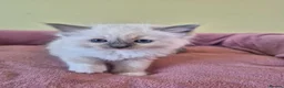 Ragdoll cats for sale: Ragdoll kittens GCCF regsitered - Advert 11