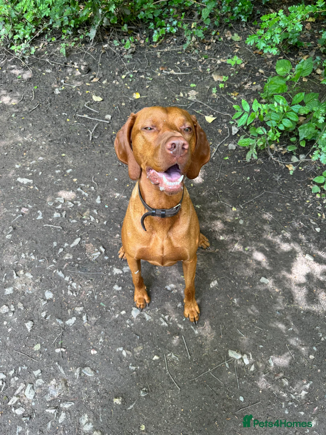 Hungarian Vizsla dogs for stud: KC Hungarian Vizsla  - Advert 11