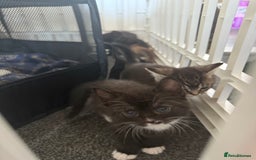 Maine Coon cats for sale: Beautiful Maine Coon Cross Kittens - Image 7
