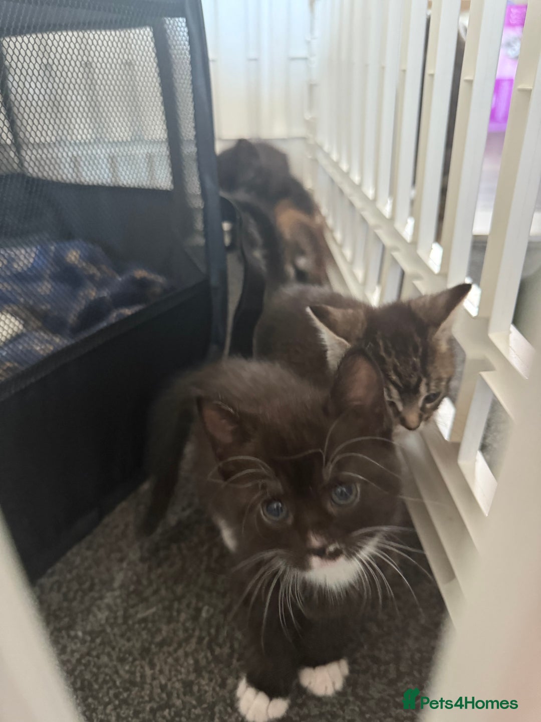 Maine Coon cats for sale: Beautiful Maine Coon Cross Kittens - Image 7