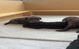 Miniature Poodle dogs for sale: Miniature poodles REDUCED READY TO LEAVE NOW  - Image 7