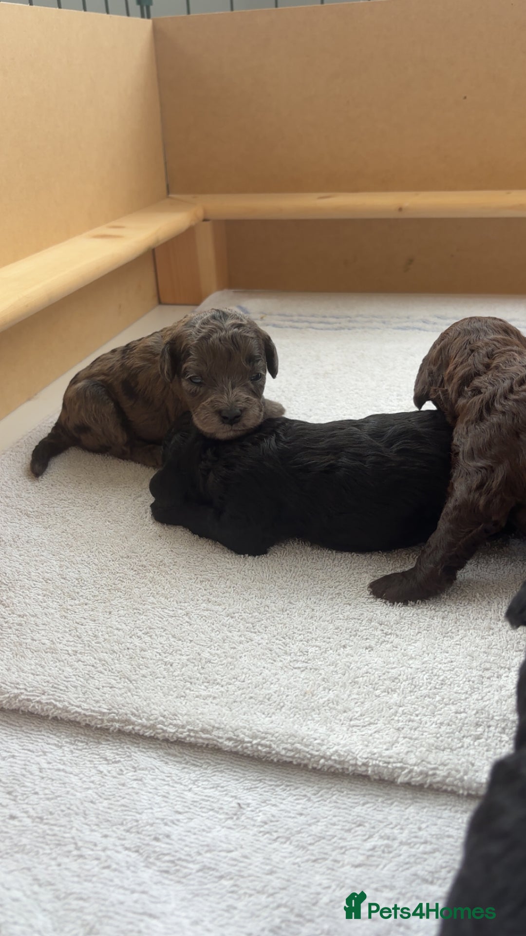 Miniature Poodle dogs for sale: Miniature poodles REDUCED READY TO LEAVE NOW  - Image 7