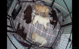 Labrador Retriever dogs for sale: Labrador Retriever puppies - Image 4
