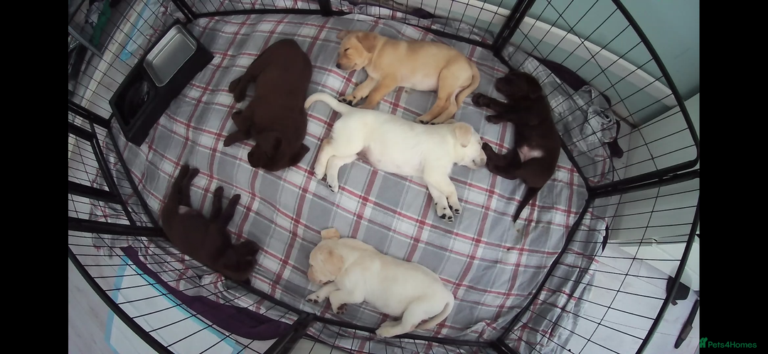 Labrador Retriever dogs for sale: Labrador Retriever puppies - Image 4