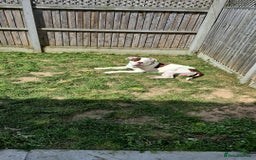 Mixed Breed dogs for sale: ACE staffy cross american bull dog - Image 3