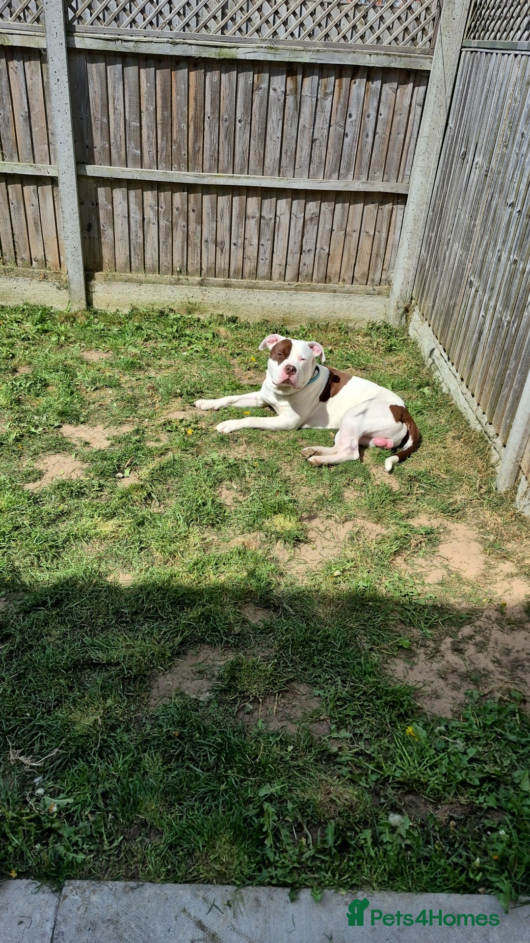 Mixed Breed dogs for sale: ACE staffy cross american bull dog - Image 3