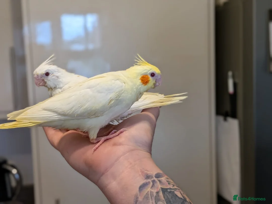Cockatiels birds for sale: Hand reared cockatiels - Advert 1