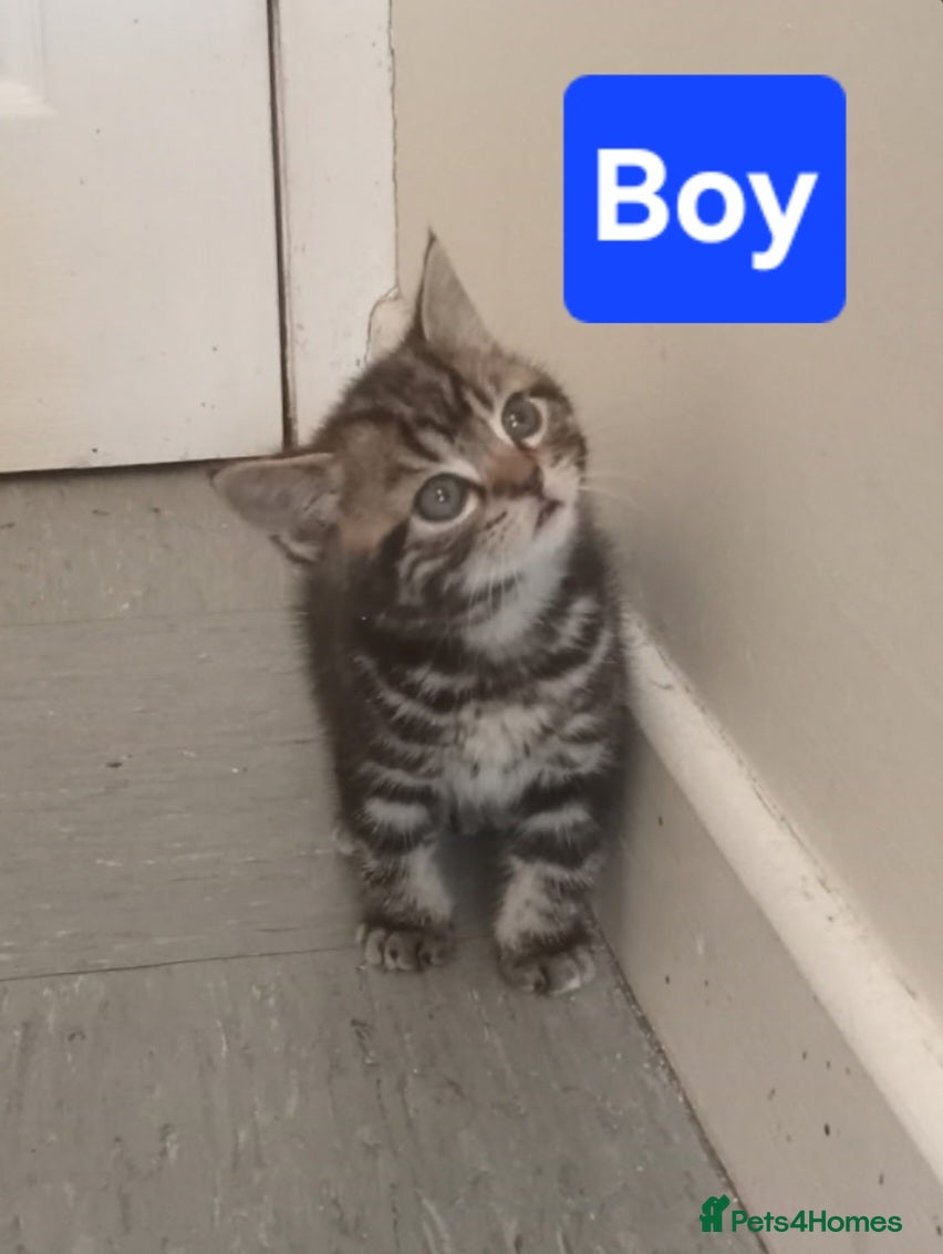 Mixed Breed cats Male tabby kittens  - Advert 1
