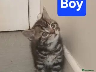 Mixed Breed cats Male tabby kittens - Advert 2