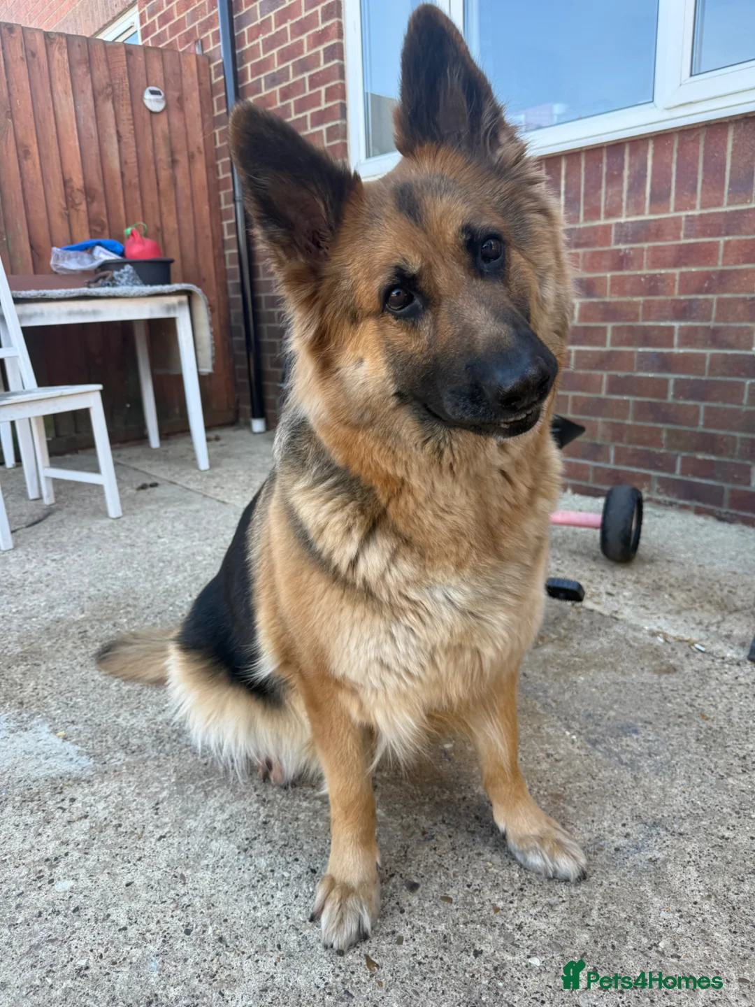 German Shepherd dogs for sale: German shepherd female  in Spalding - Advert 1