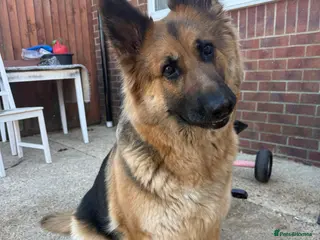 German Shepherd dogs German shepherd female - Advert 1