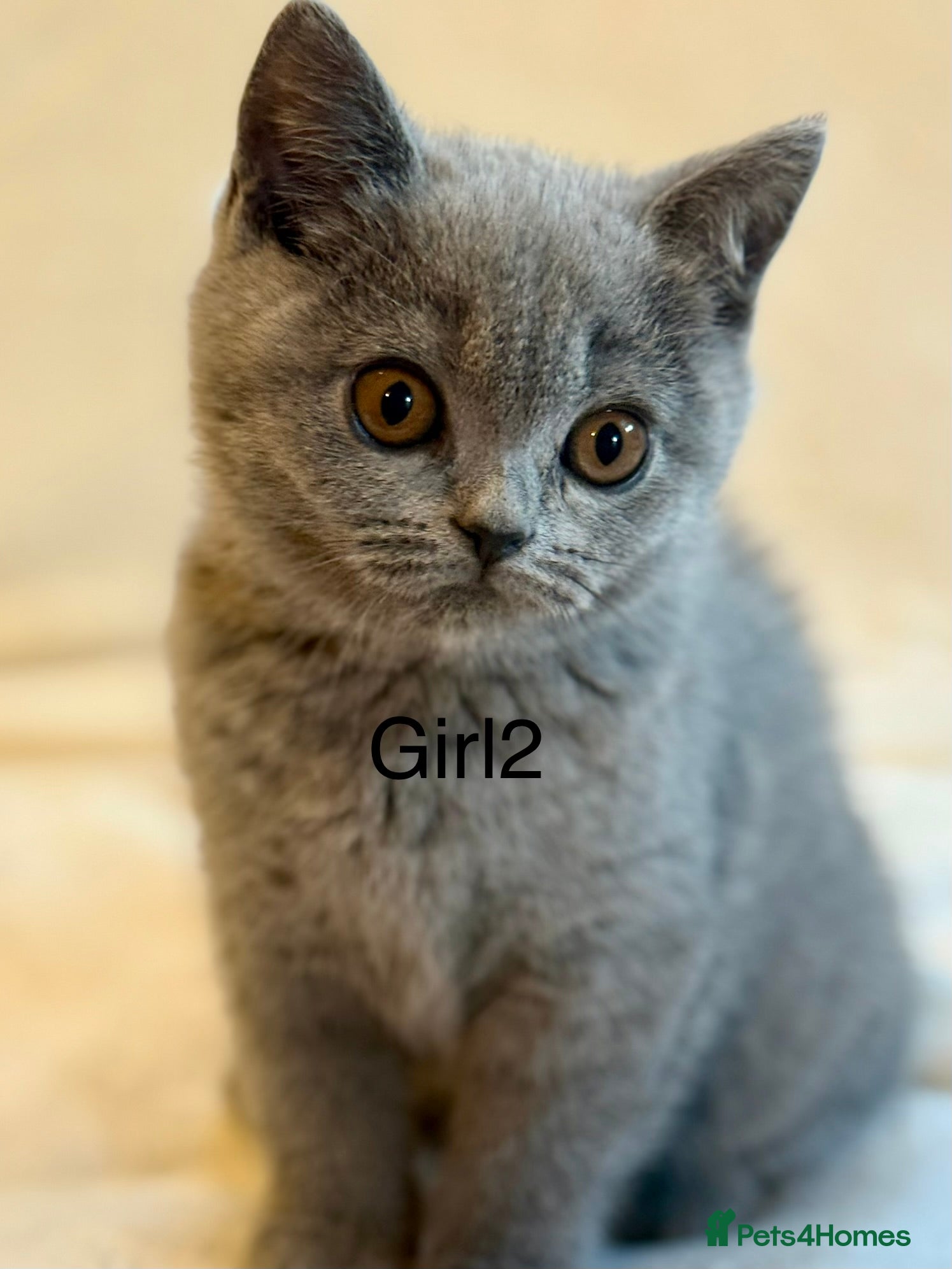 British Shorthair cats 5 Beautiful kittens❤️❤️❤️ - Advert 17