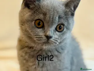 British Shorthair cats 5 Beautiful kittens❤️❤️❤️ - Advert 17