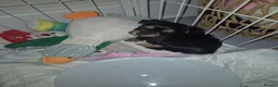 Yorkshire Terrier dogs for sale: 5 adorable 5 week old Yorkshire terriers - Advert 16