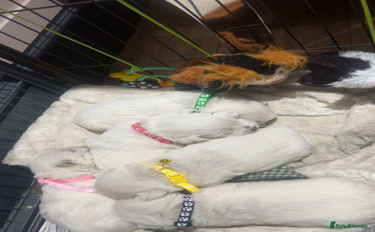 West Highland Terrier dogs - Advert 6