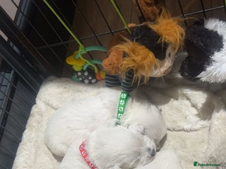 West Highland Terrier dogs Kc registered west highland white puppies. - Advert 9