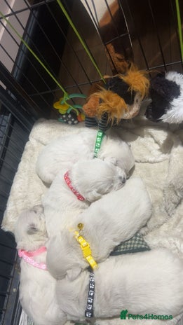 West Highland Terrier dogs - Advert 6