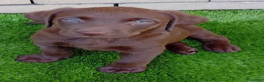 Labrador Retriever 3 black collar 