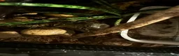 Frog reptiles for sale: 2x white tree frogs and set up in Chesterfield - Advert 4