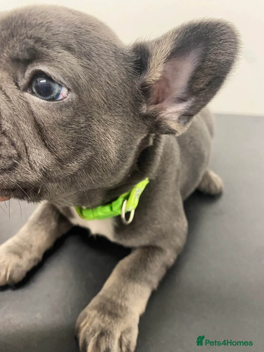 French Bulldog dogs for sale: Stunning chunky French bulldog pups  - Advert 23