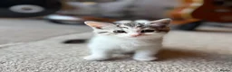 Scottish Fold cats for sale: Scottish Straight Kittens  - Advert 10