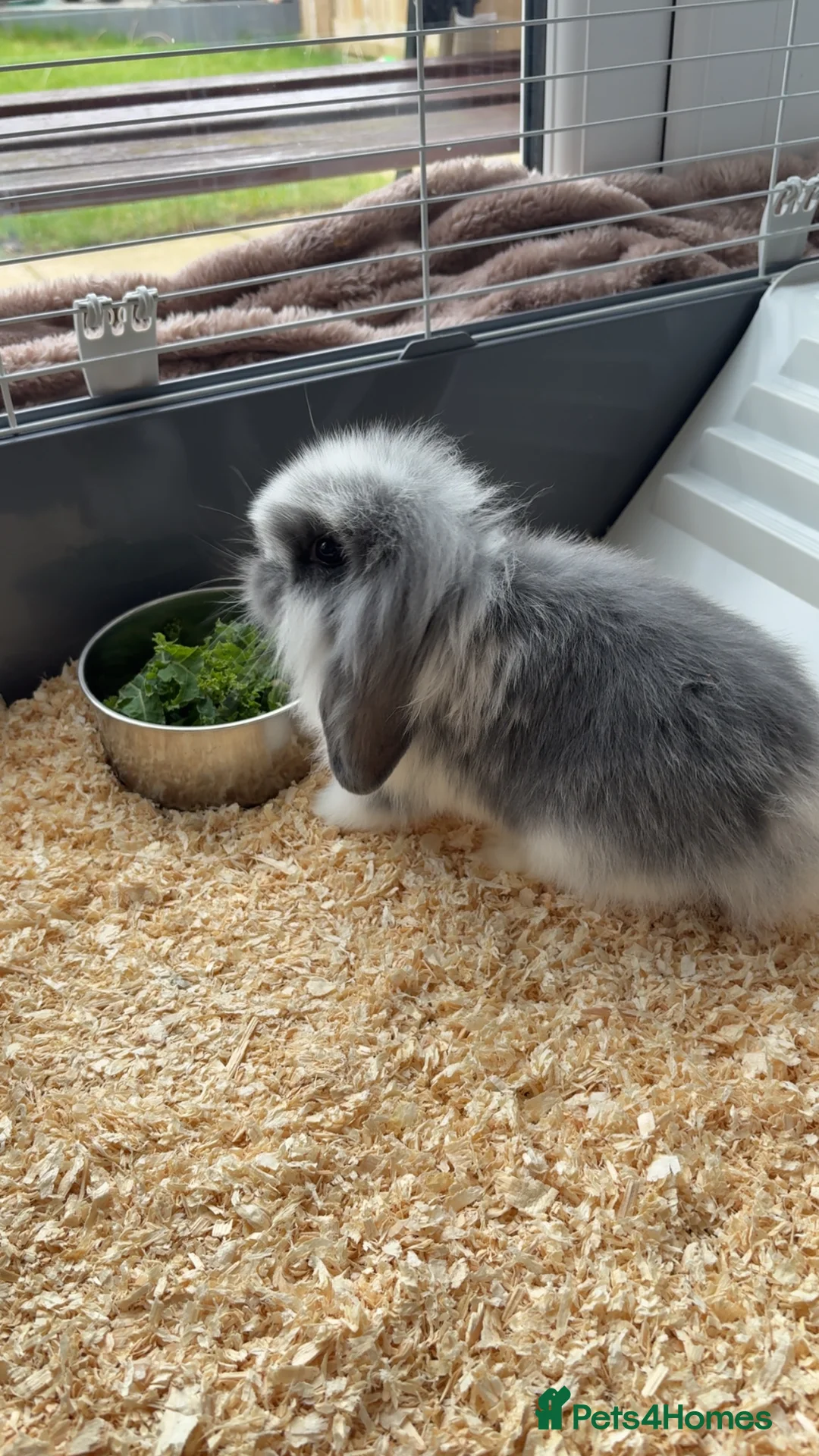 Mini Lop rabbits for sale: Mini lop baby in Washington - Advert 2