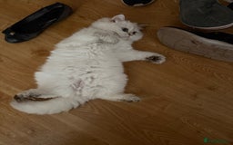 British Longhair cats for sale: British Longair and Shorthair Kittens for sale - Image 9