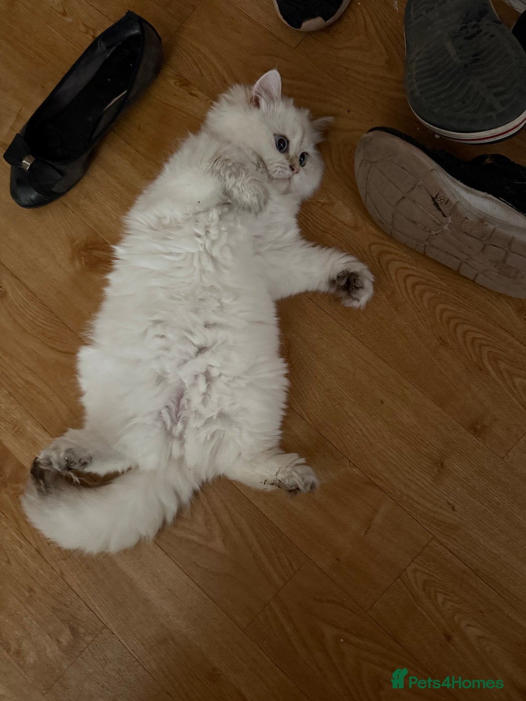 British Longhair cats for sale: British Longair and Shorthair Kittens for sale - Image 9