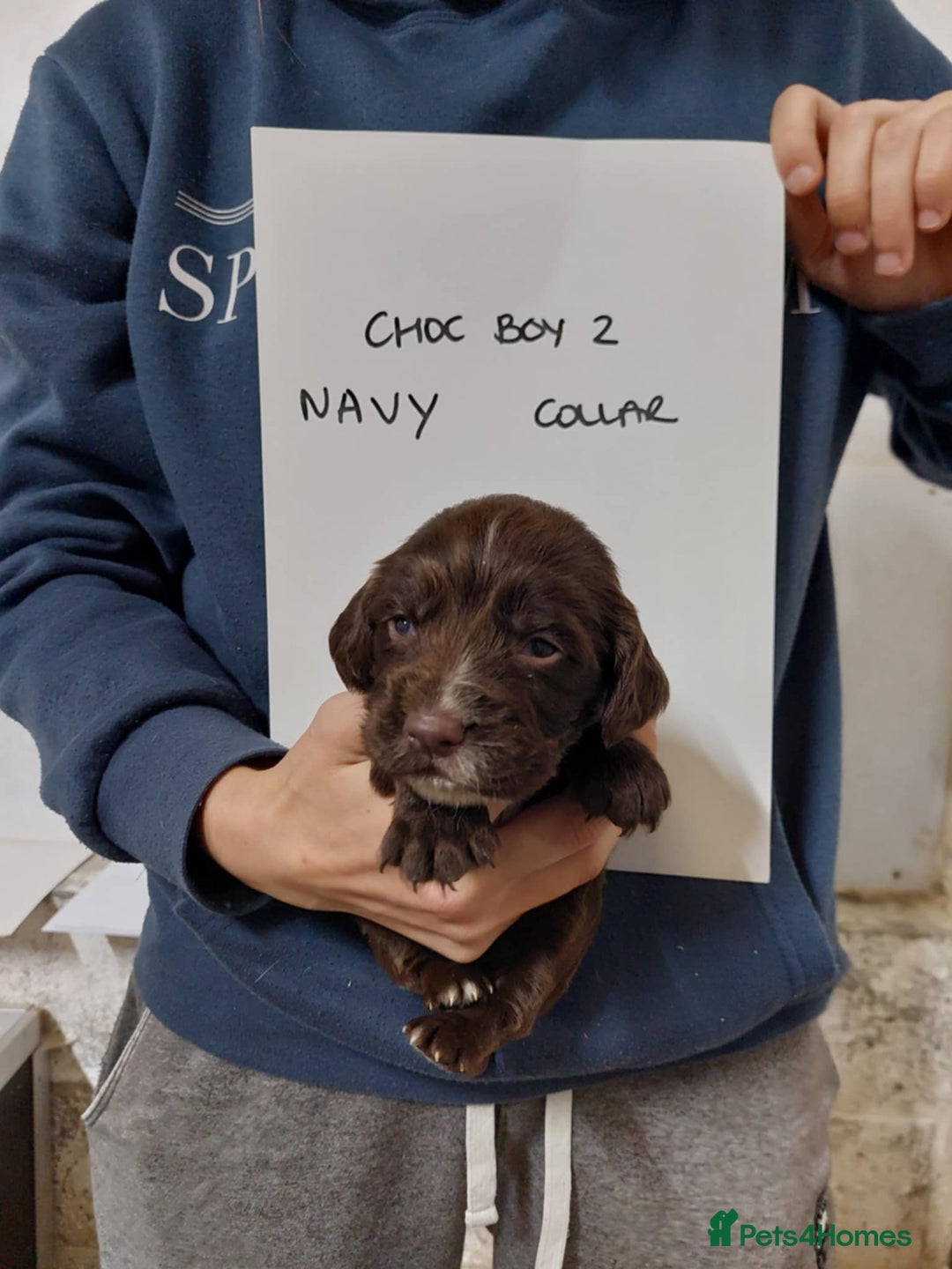 Sprocker dogs for sale: Sprocker ( Springer x Cocker ) pups for sale - Image 17